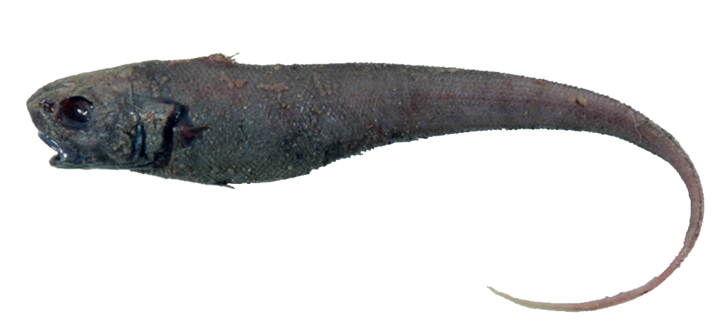 Trachonurus villosus_206